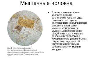 Непереваренные мышечные волокна в кале у ребенка в копрограмме: причины и последствия