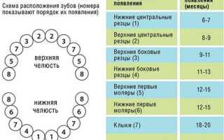 Схема зубов у ребенка: важные аспекты и рекомендации