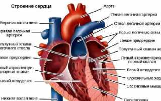 У ребенка шумы в сердце — что это такое, возможные причины и рекомендации