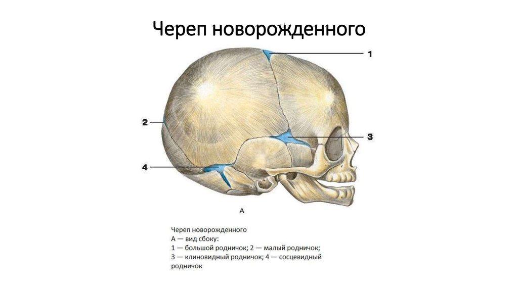 Череп новорожденного