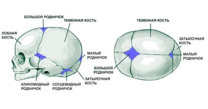 Строение черепа новорожденного