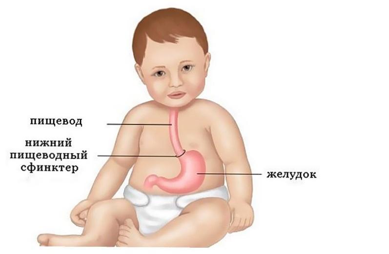 Пищевод и желудок грудничка
