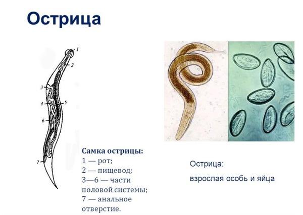 Характеристики остриц