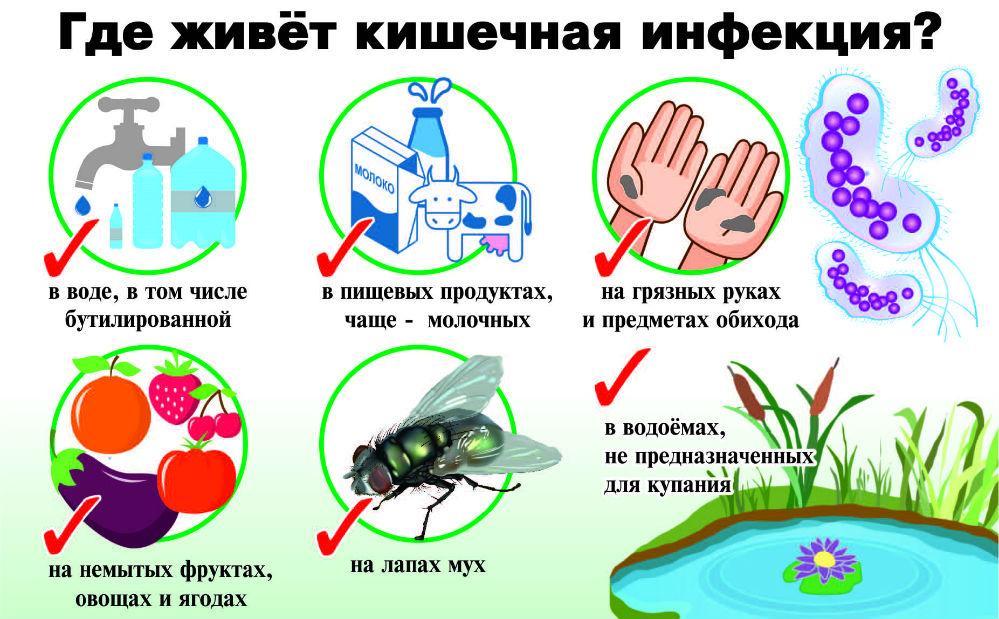 Патогенные организмы находятся на привычных предметах и продуктах