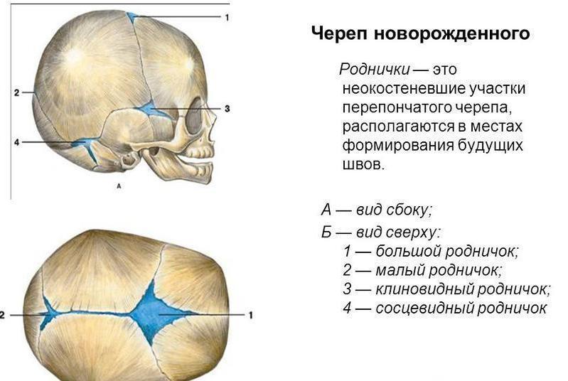 Расположение родничков на черепе малыша