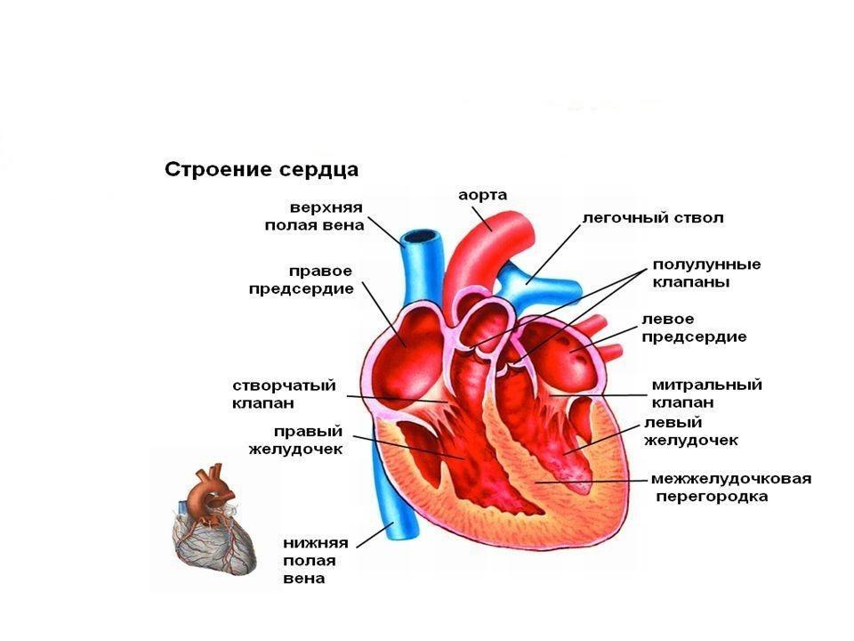 Строение человеческого сердца