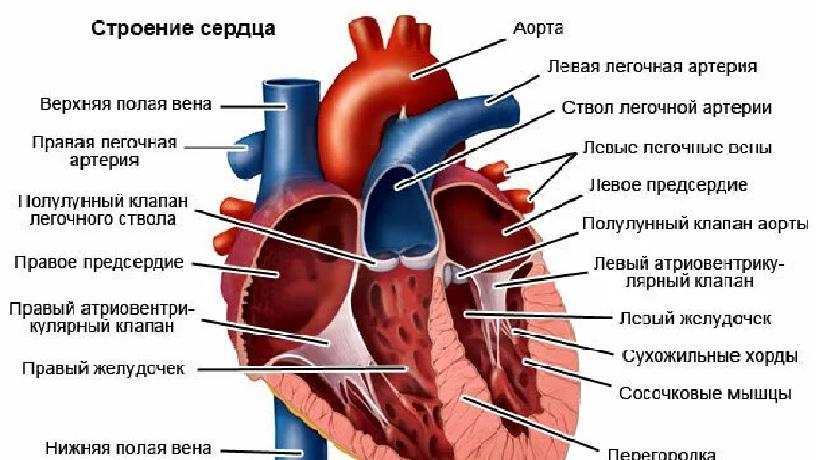 Факторы, вызывающие шумы, зависят от анатомического строения органа