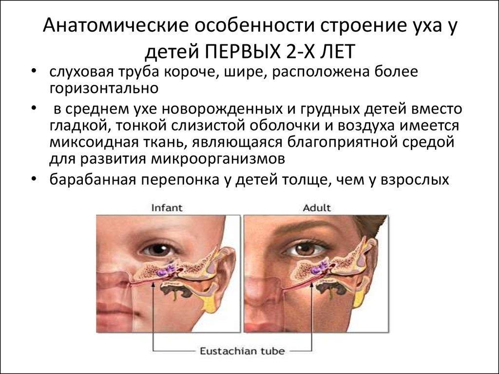 Строение детских и взрослых ушей