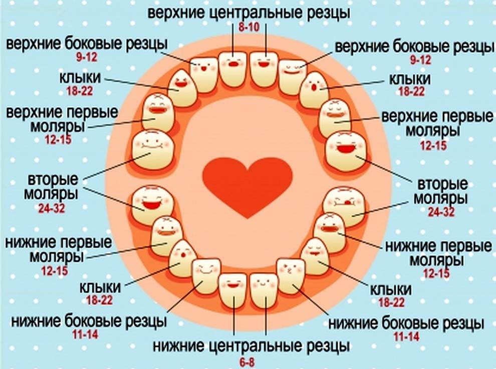Схема прорезывания зубов