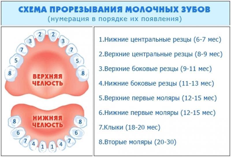 Схема прорезывания зубов
