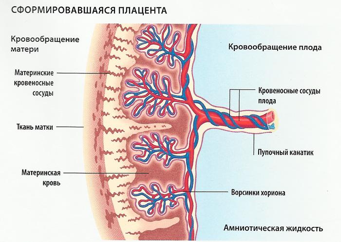 Кровообращение плода