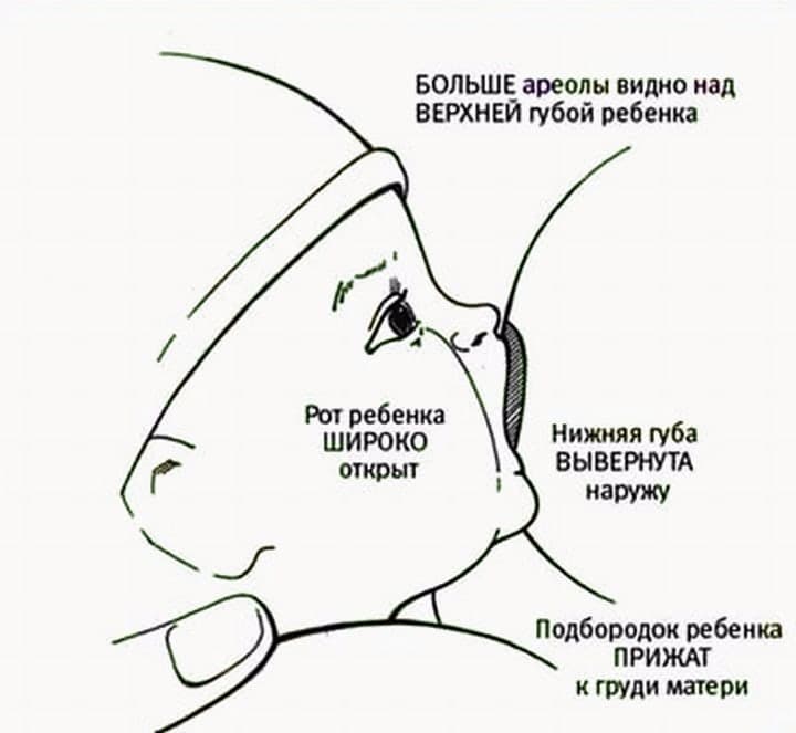 Правильный захват груди