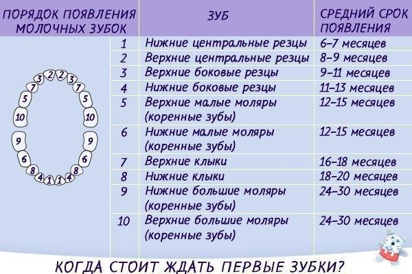 Сроки появления и название молочных зубов