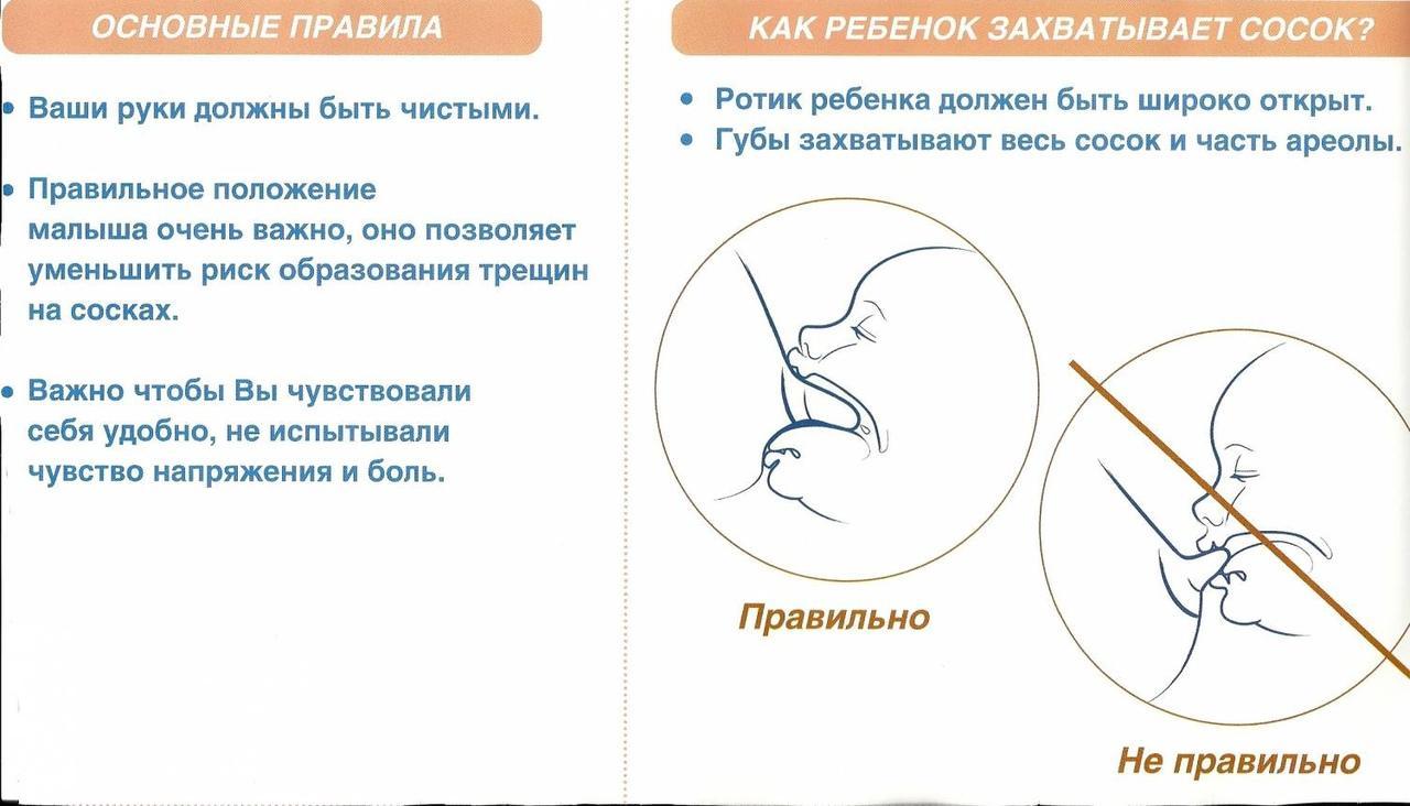 Схема и правила прикладывания к груди
