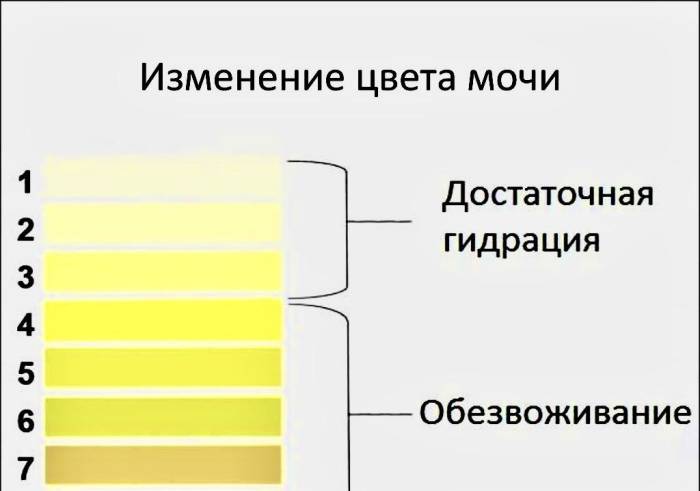 Цвет мочи при обезвоживании