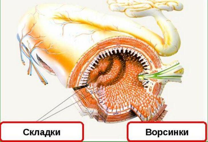 Особенности строения кишечника