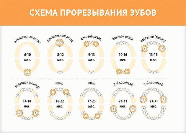 Схема прорезывания