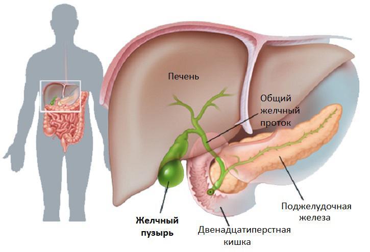 Внутренние органы