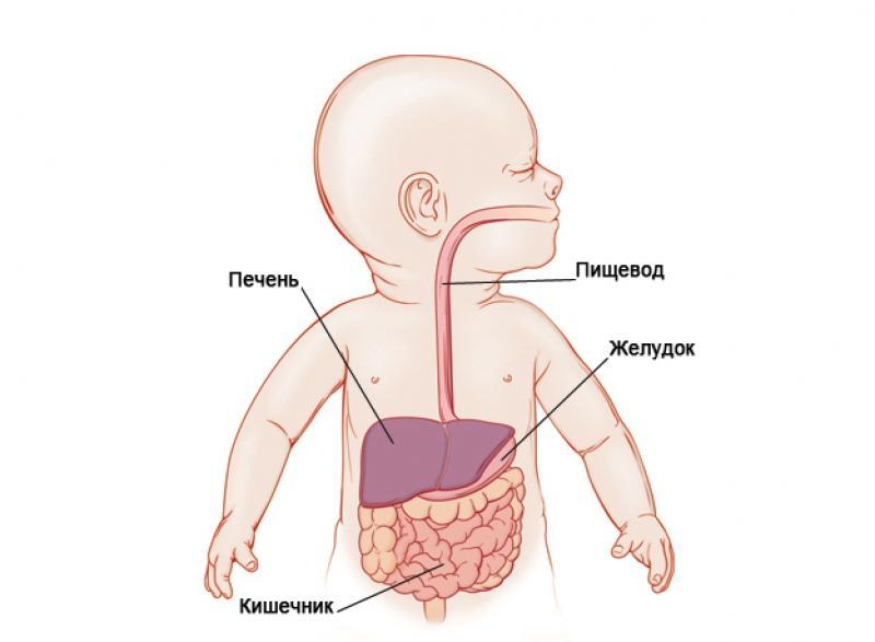 Строение пищеварительной системы младенца